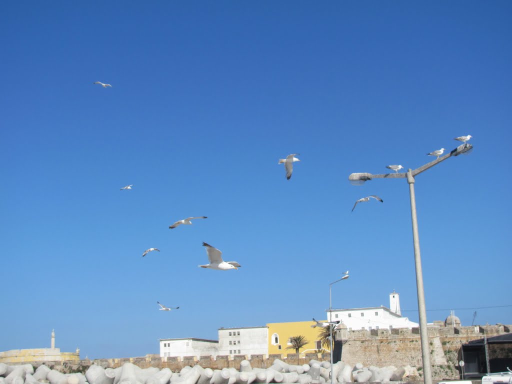 Peniche - aves em terra, tempestade no mar, 2010Jul by Luís Paiva Boléo