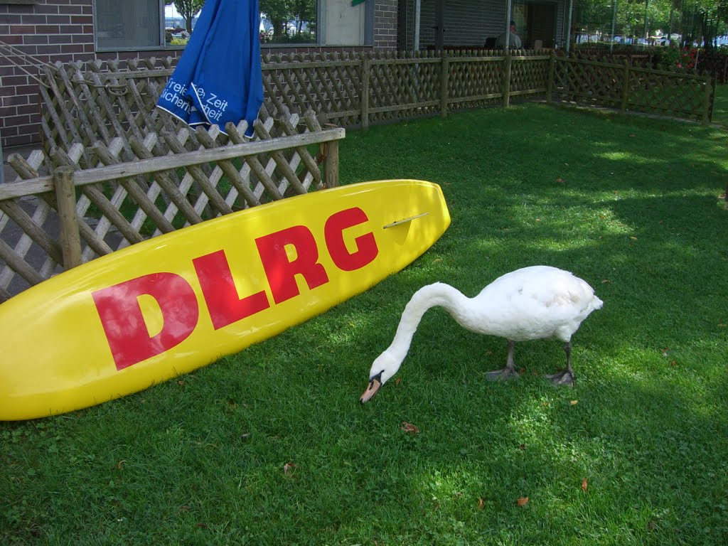 Schwan im Standbad vor DLRG Uhldingen-Mühlhofen by Deeps