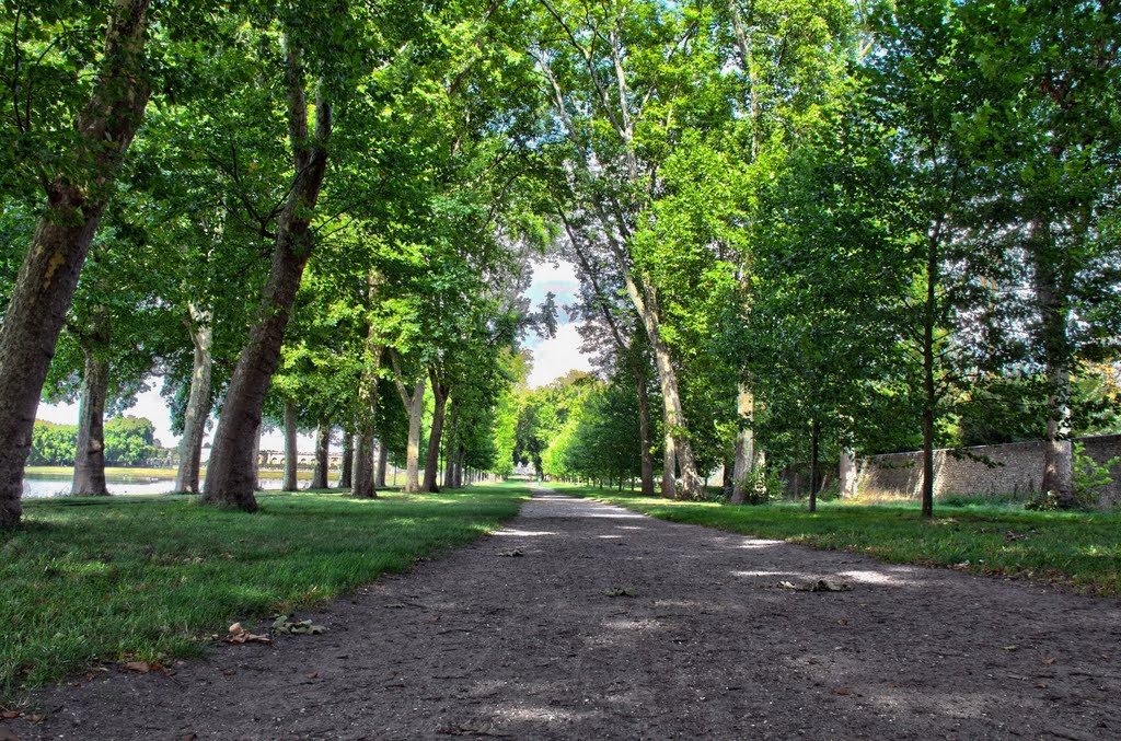 Allée de platanes au bord de la Pièce d'Eau des Suisses by becnic