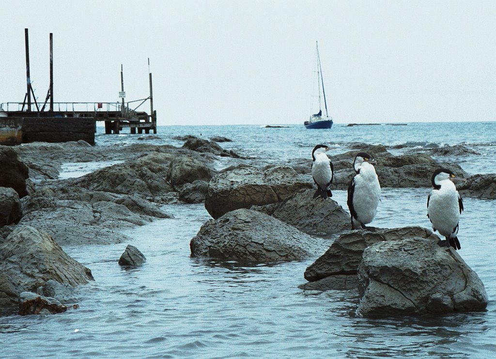 50 kms east of Philip Island, Australia by oagiv