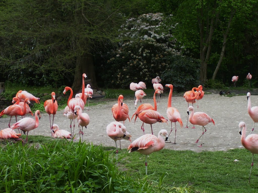 Welt Vogelpark Walsrode,17-05-2010. by johan