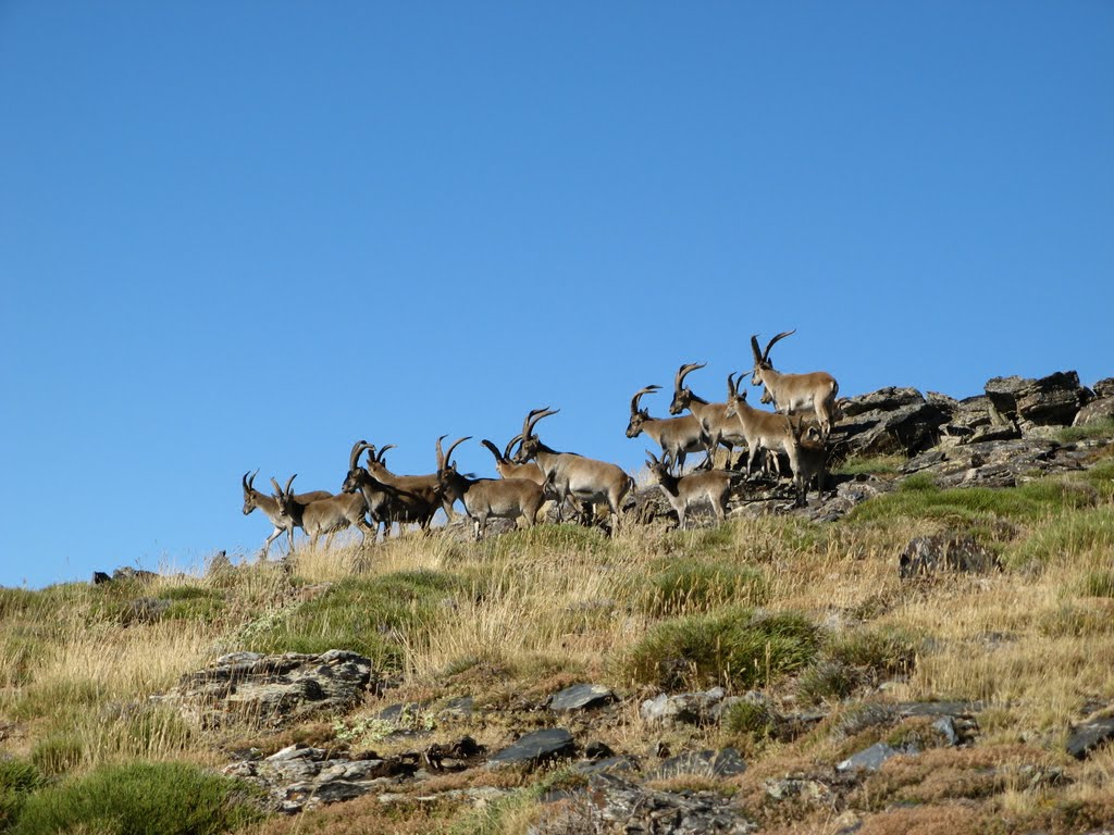 Cabras Locas by Agus