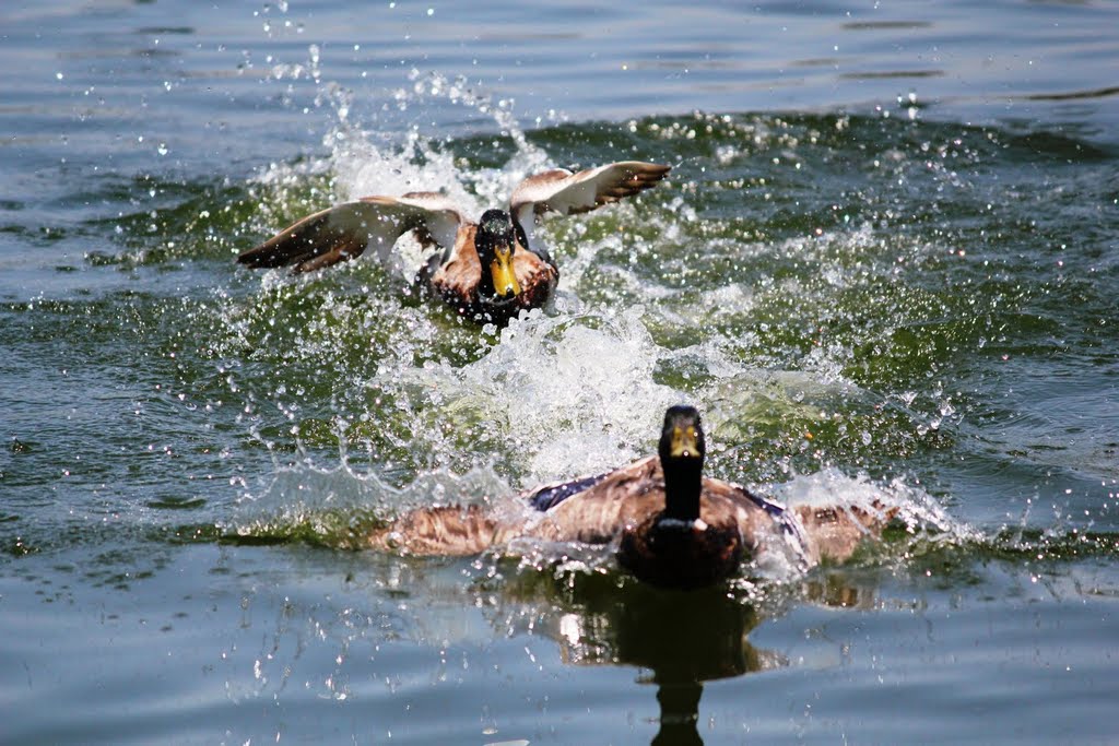 Ducks playing by mr.mrias