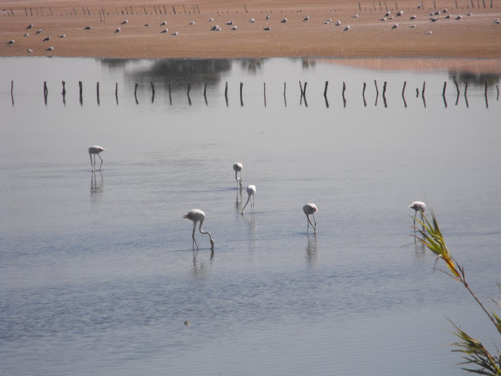 Flamants Rose à Giens by Mario Nocentini