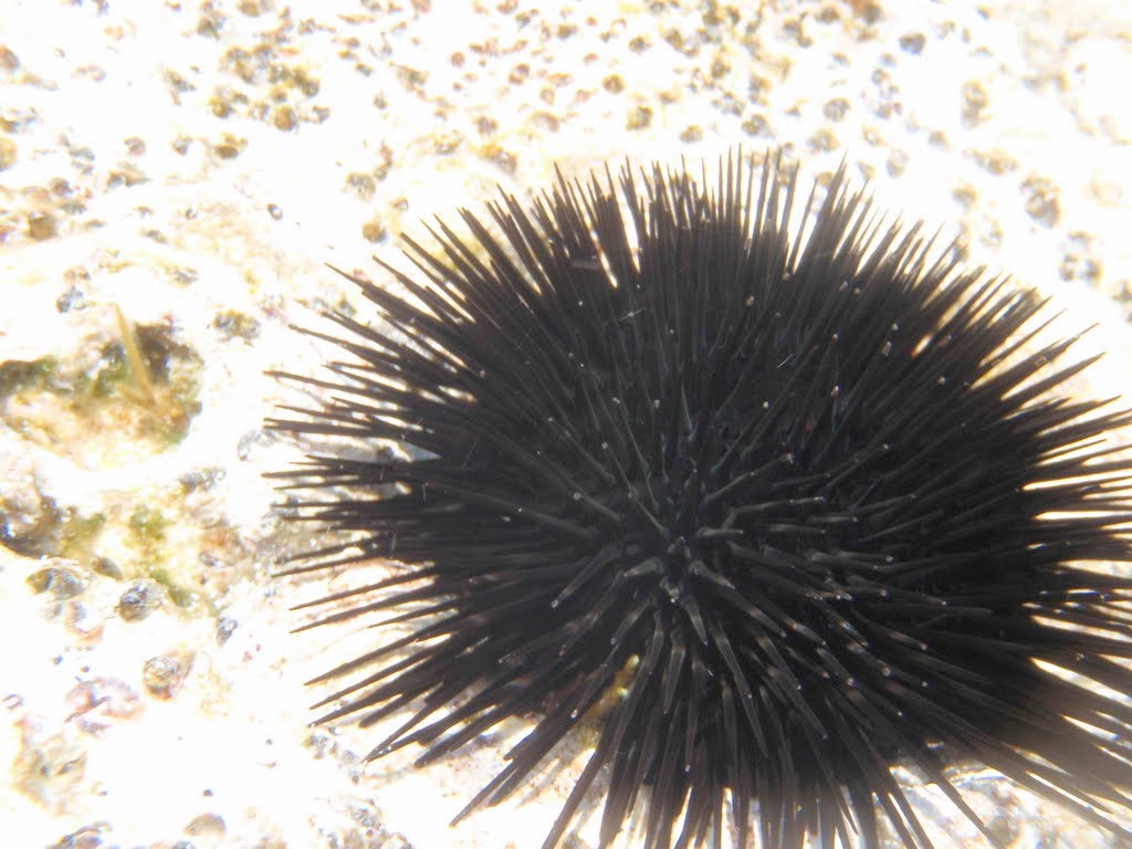 A sea urchin at agia eleni by ai8erovamon