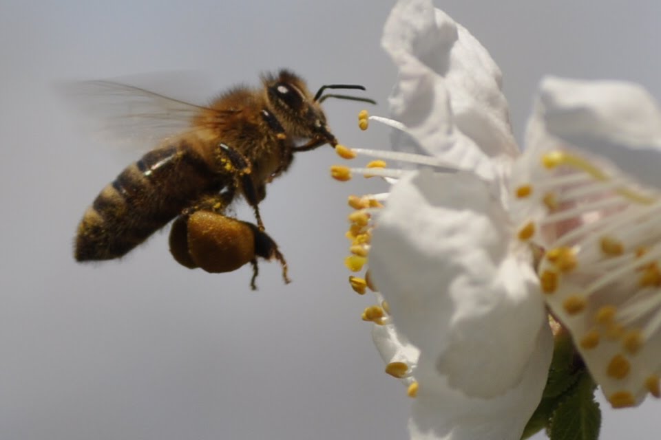 Orchard Mason Bee by fostersan