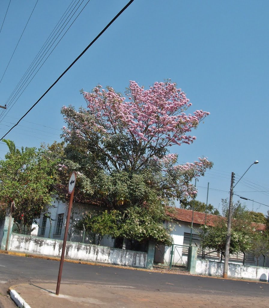 Ipê rosa na Casa da Agricultura by LuziACruzFrata