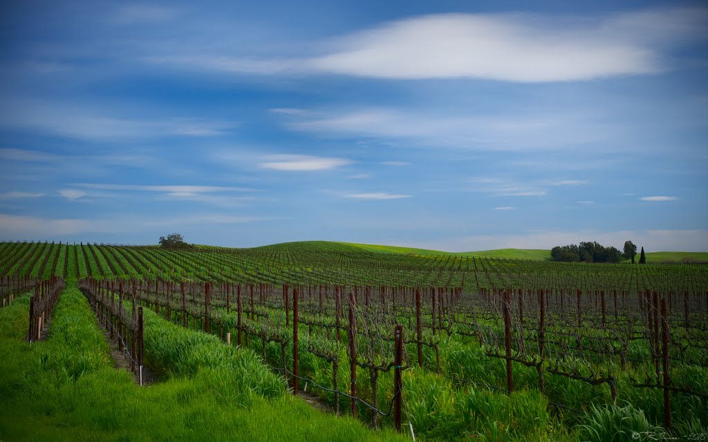 Sonoma County by Tony Immoos