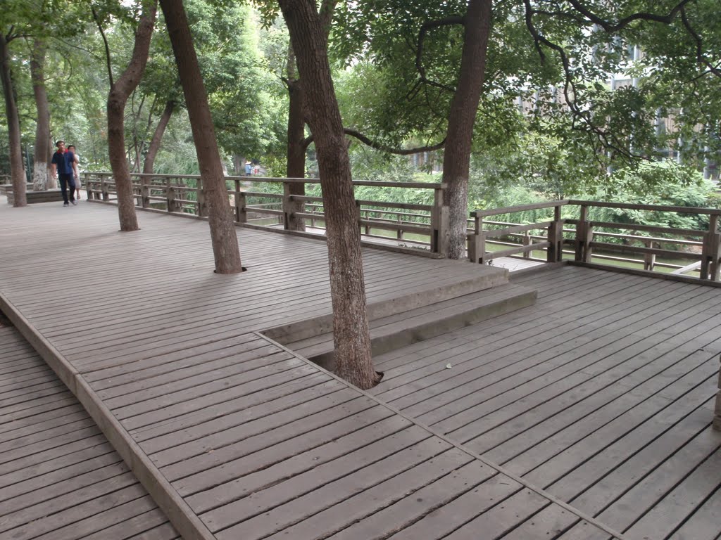 Trees in boardwalk by ddelongchamp