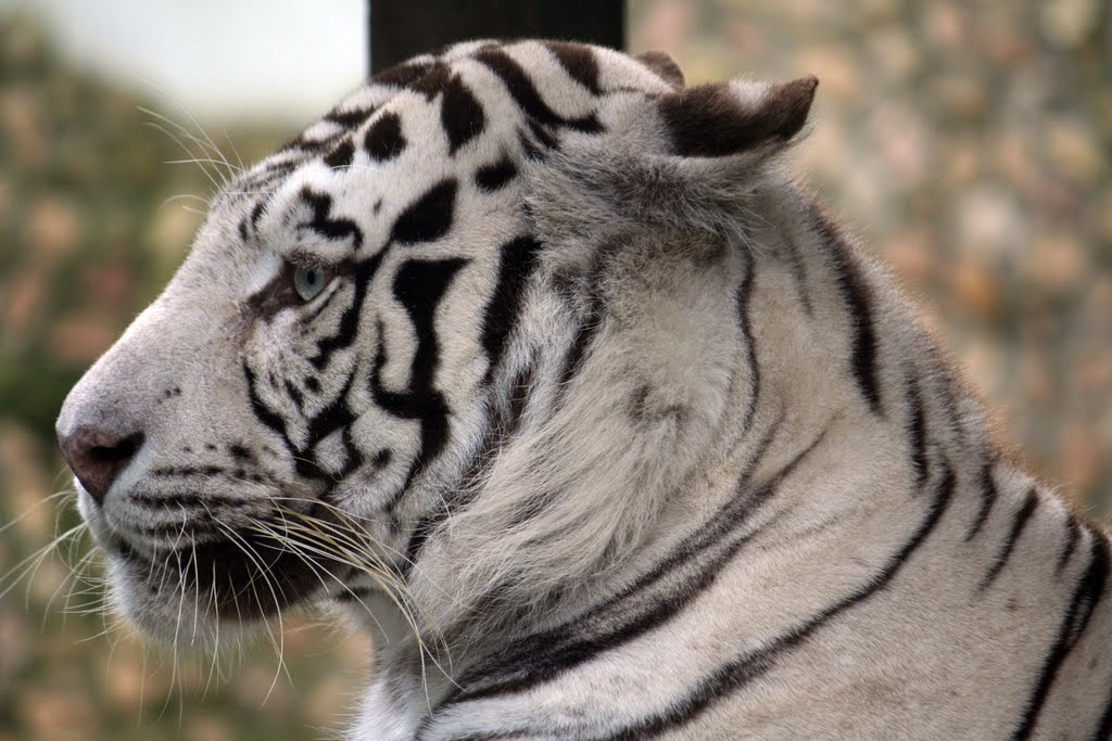 White tiger by garygarand