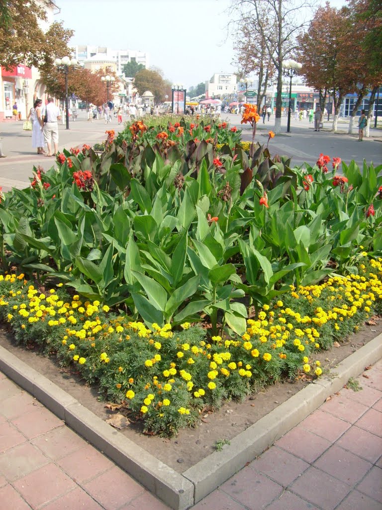 Белгородские цветы--Belgorod flowers by Serge ALI