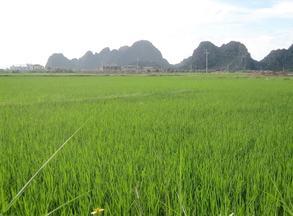 Lúa dậy thì... (Sông Giá) - young rice plant... by Ngo Minh Truc