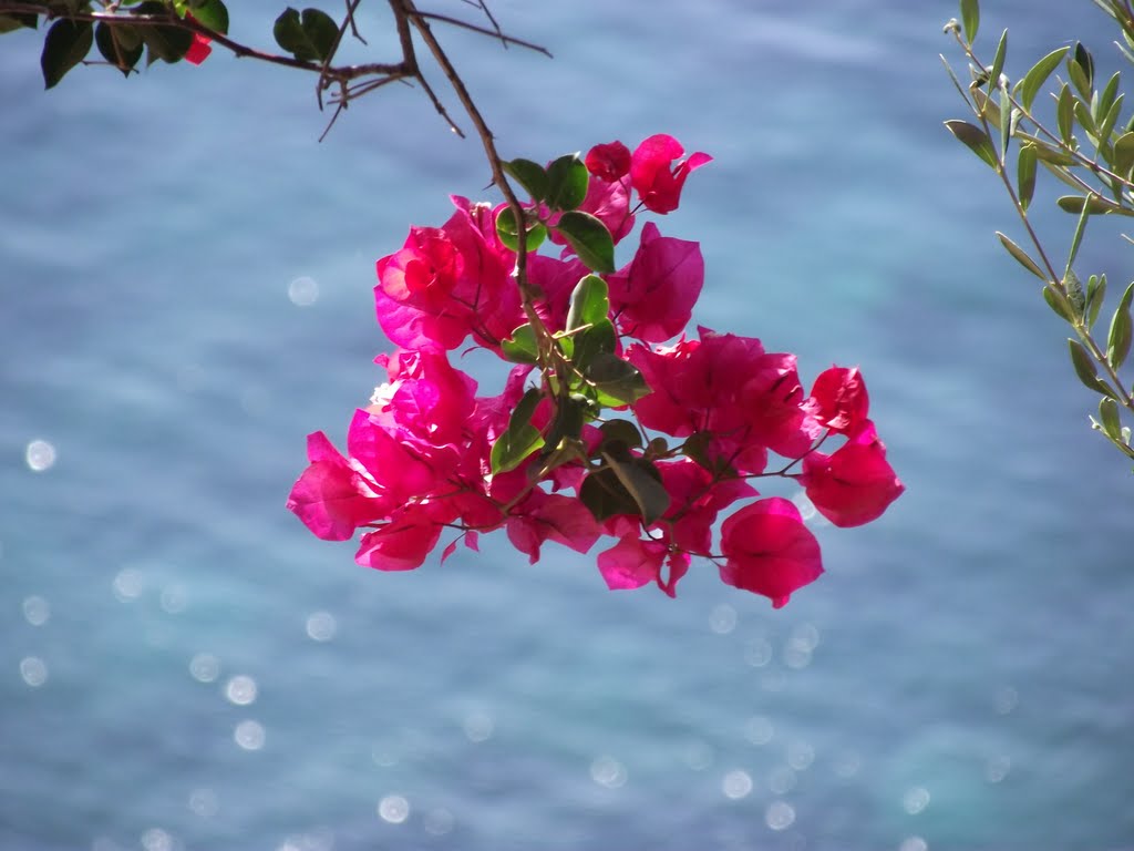 Buganvillea con sfondo turchese marino by Sarduseu Sutidu