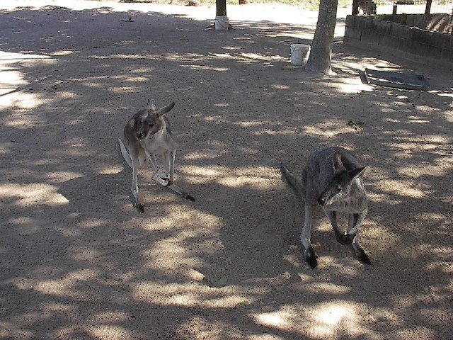 Kangaroos by Jameson Collier