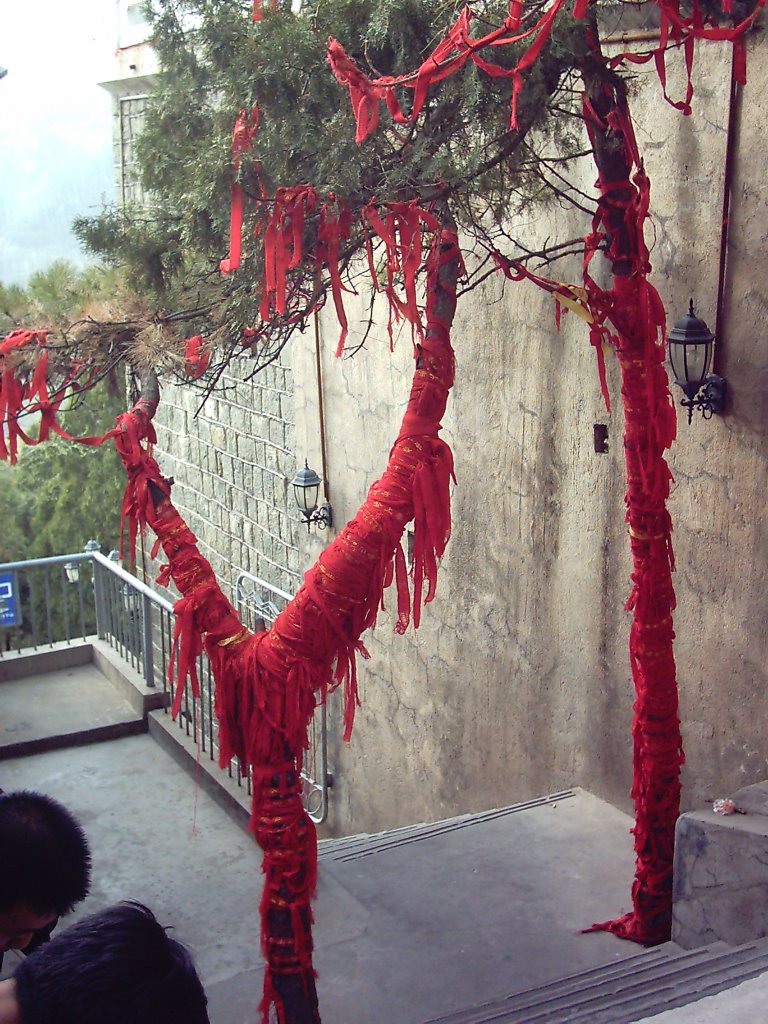 Taishan Trees in Red Ribbons by Sam Mintonye