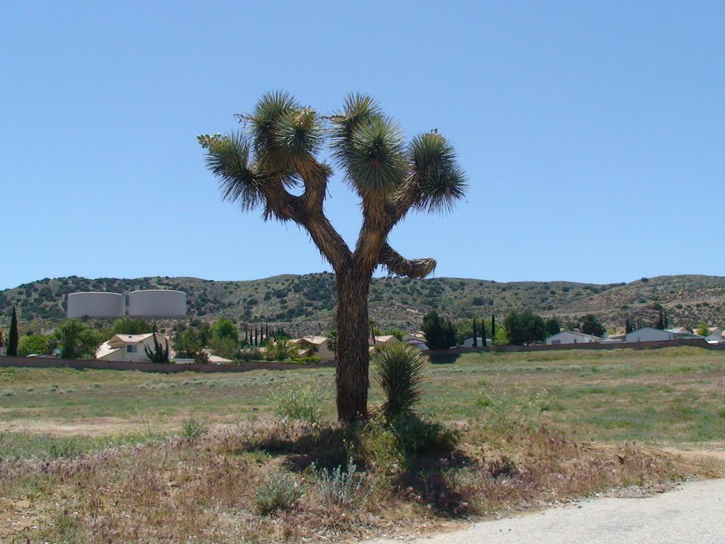 Joshua Tree, Palmdale, California by fe2002ah@gmail.com