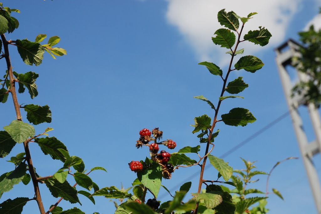 Blackberries by Mattnicho