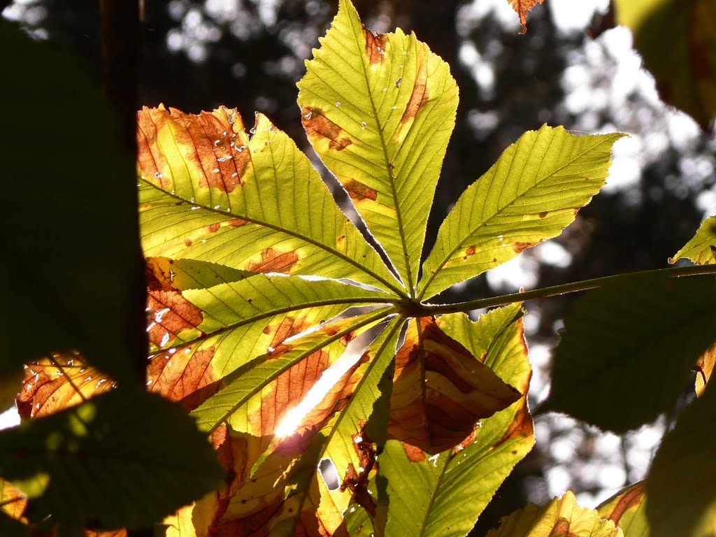 Chestnut leaf by arlettcsaba