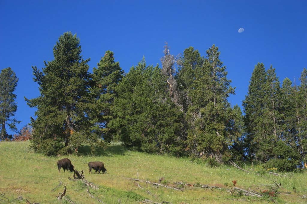 Bisons or buffaloes ??? by bruno hannart