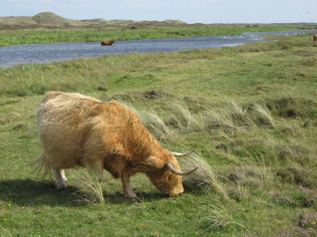 Schotse hooglander. Bekijk hier de video: http://www.youtube.com/watch?v=DV6ih0eIMhc by Pieter020