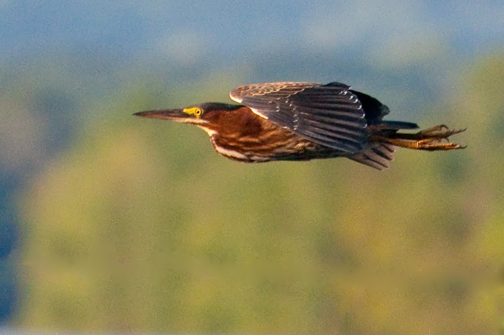 Green Heron in Flight by gingerlimes