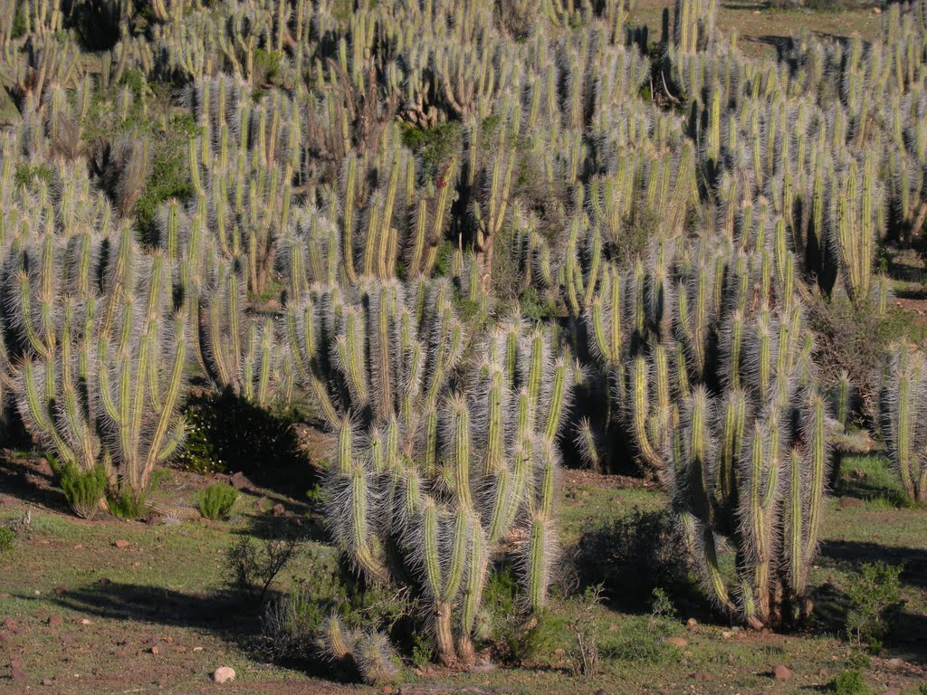 Jardín de Cactus by horacioparrague