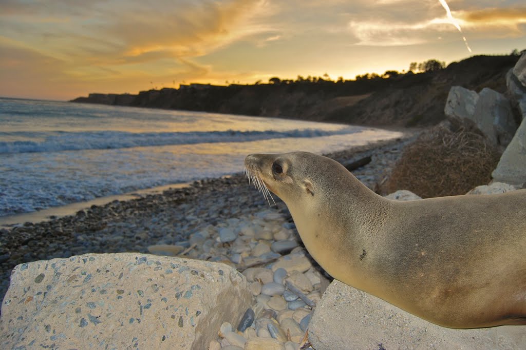 SoCal Sea Lion by Connor Smith