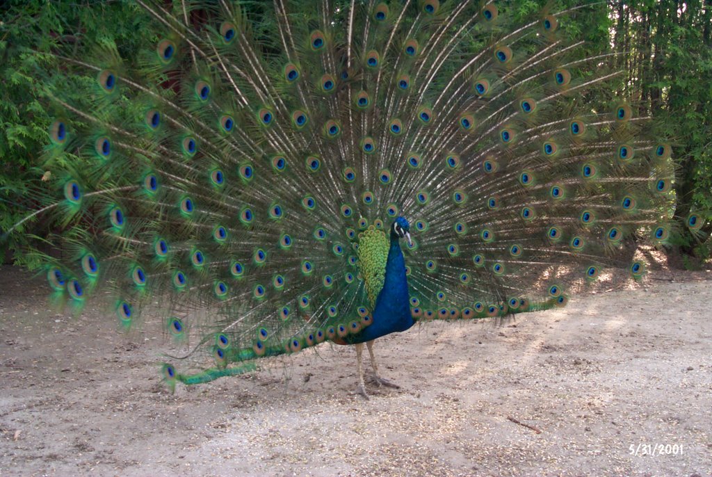 Peacock Dancing by Ravindra Singh