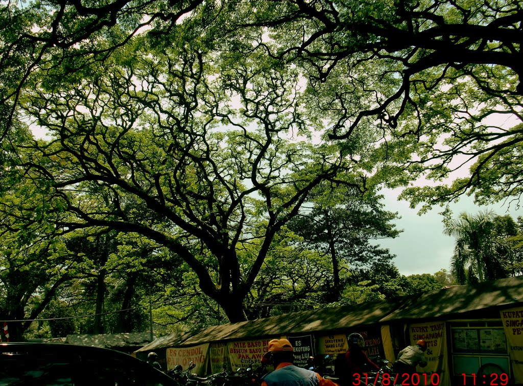 Pohon Taman Cibeunying by Nanang Pudjo Bintoro