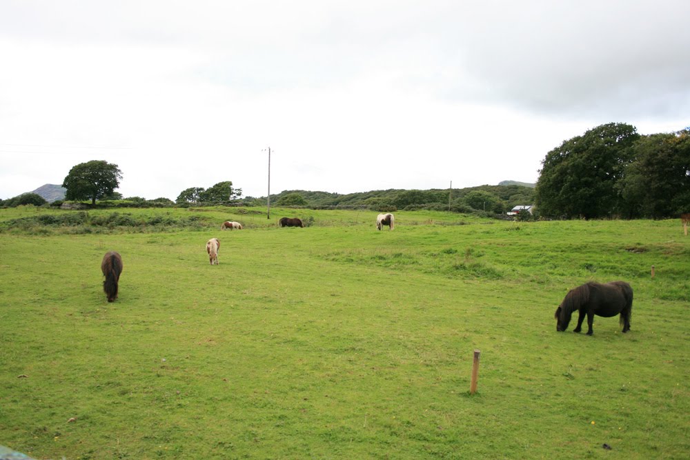 Penrhyndeudraeth LL48, UK by James Birkett