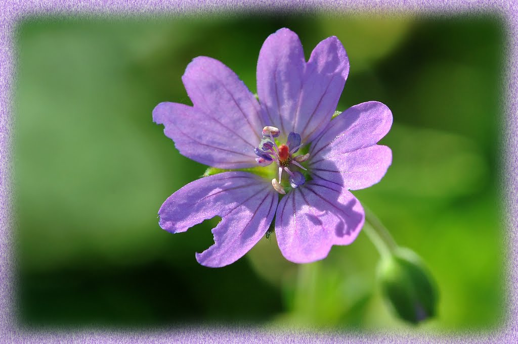 Fijne ooievaarsbek 'Geranium columbinum' by RI@M