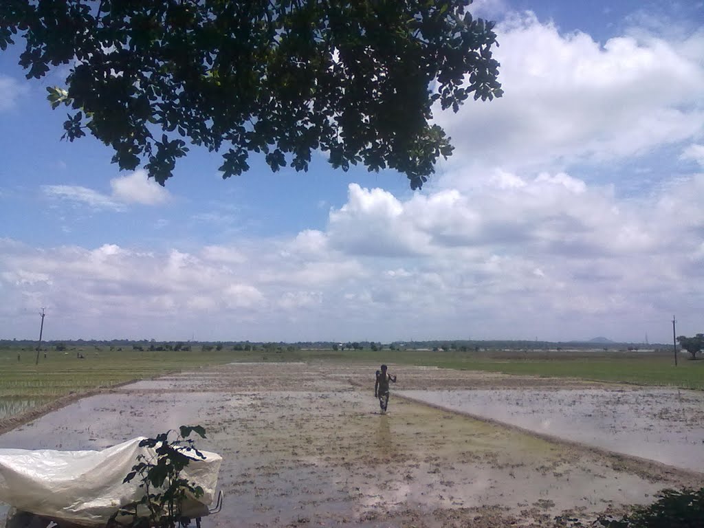 Pobitora road rice field by San Phrangmung