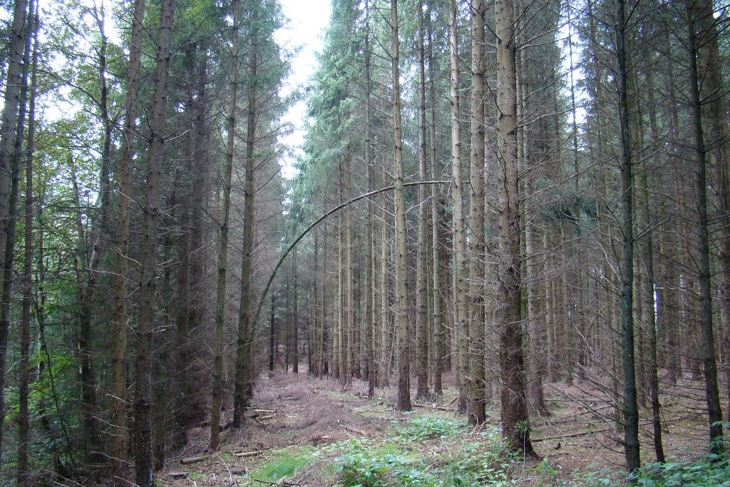 Søgård skov, bøjet træ by papkassen