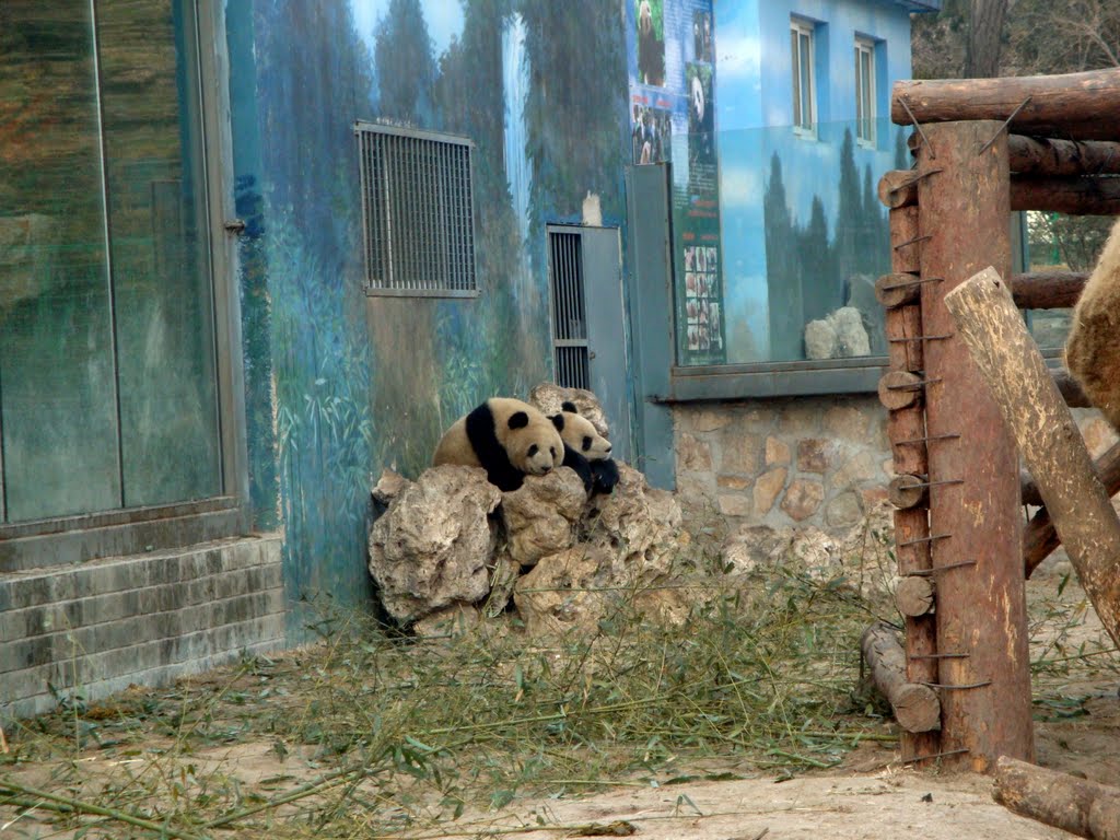 Panda in Beijing by sasafune