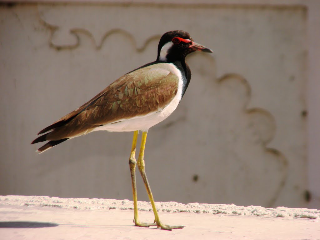 Beautiful Legs by anantpraveen