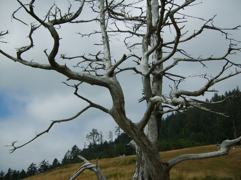 The White Tree of Gondor by Jon N. Powell