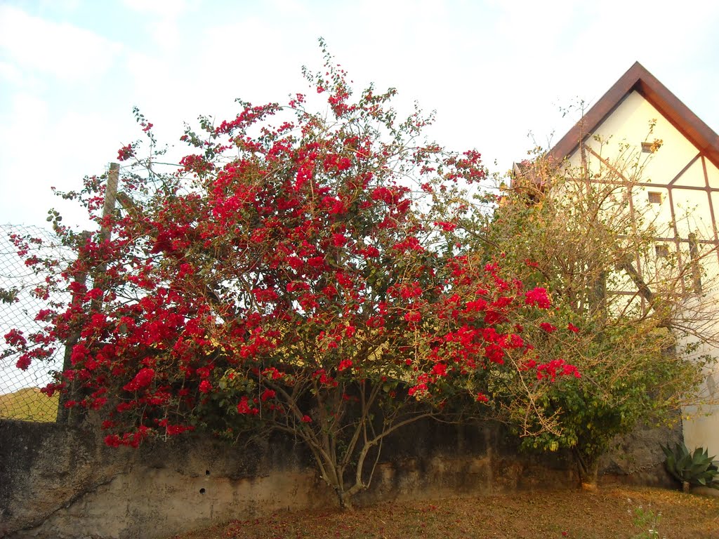 Primavera vermelha - agosto/setembro - Parque Arco Íris - Atibaia - São Paulo - Brasil by FAVassellucci