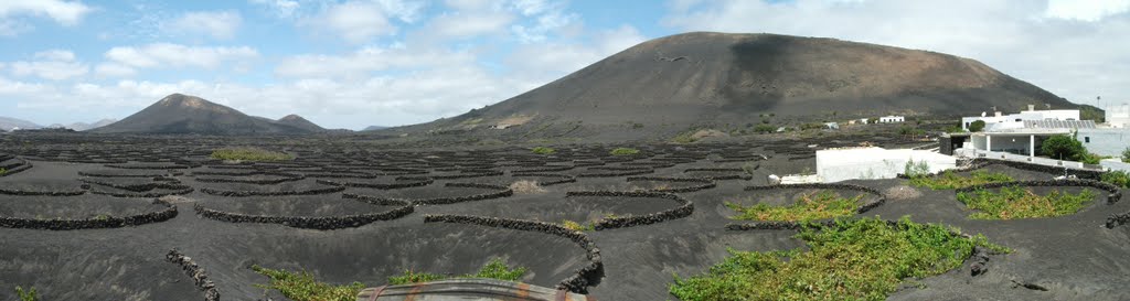 Grape vines at La Geria Lanzarote by Dan Raymond