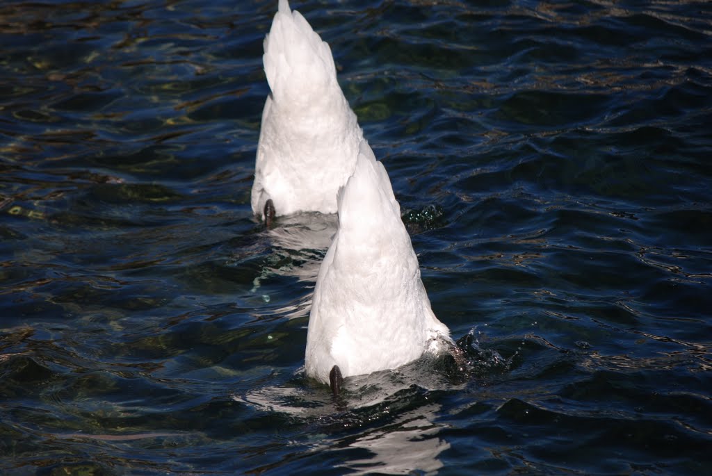 Nuoto sincronizzato by AndreaG.