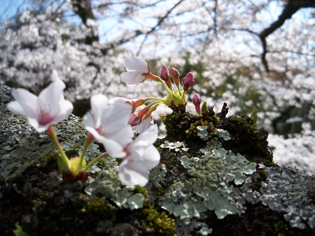 Cherry blossom in Japan by broste66