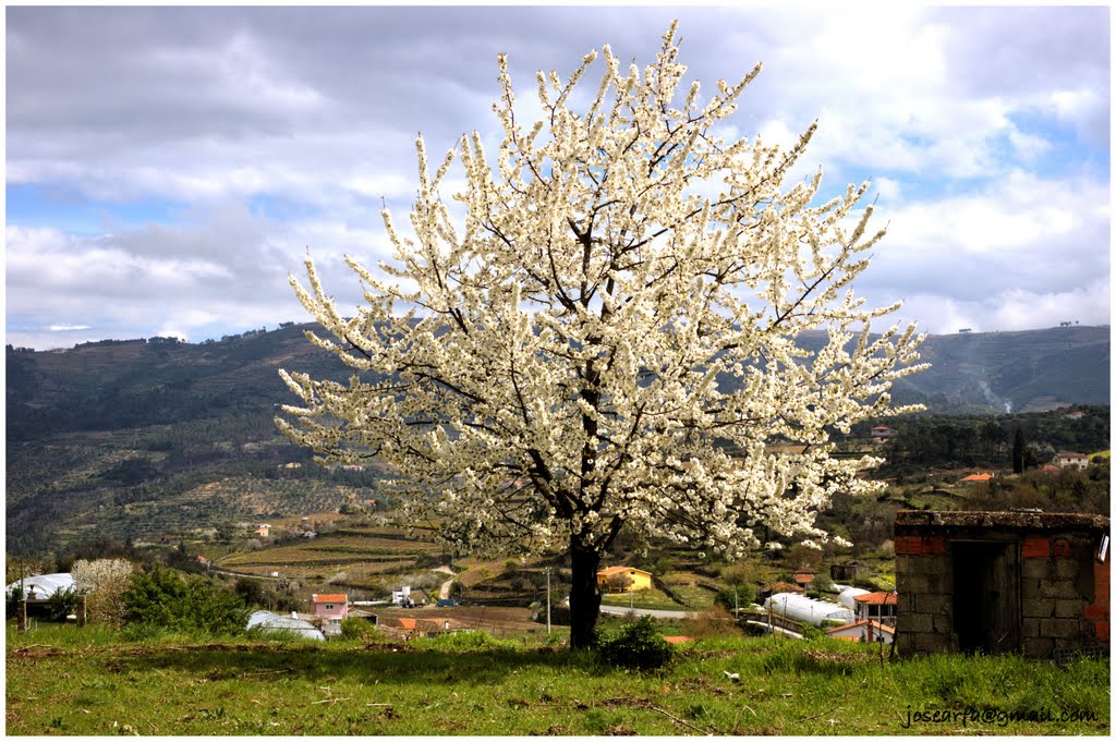 Ferreirim, Portugal by josearfa