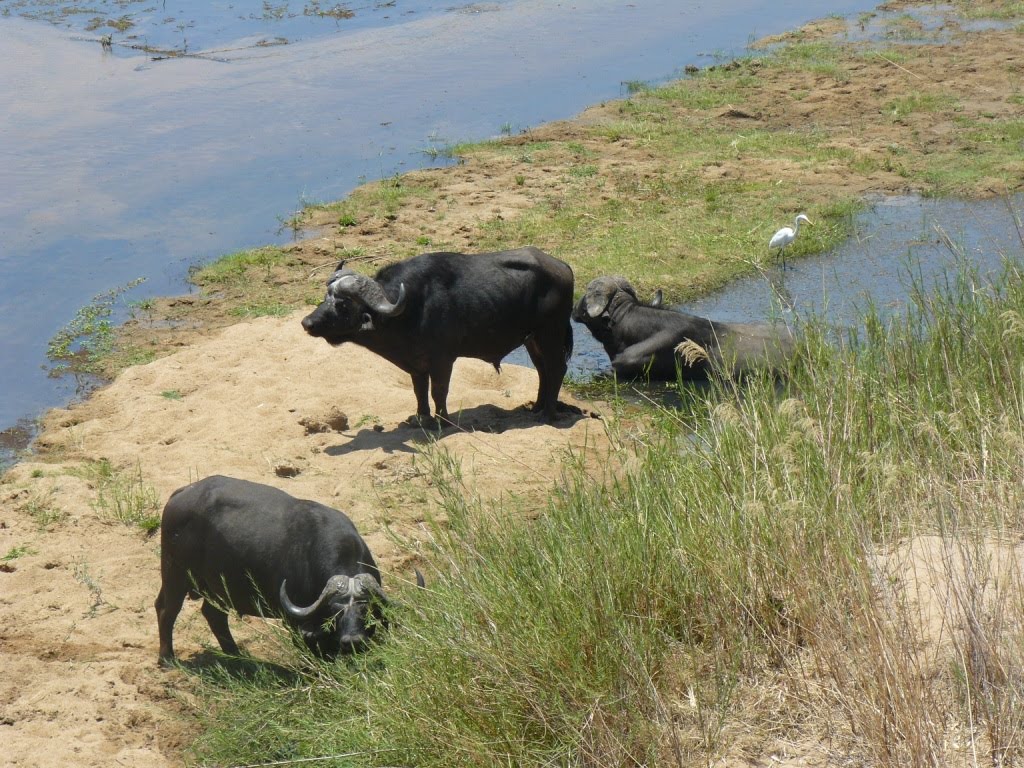 Buffaloes in Olifants River by Andreavanr