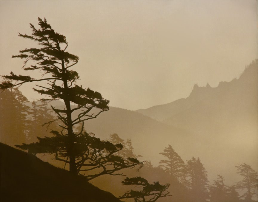 My Favorite Tree at Cannon Beach 1977 by Dan_Davis