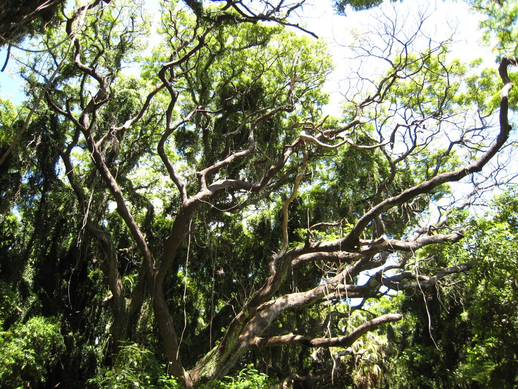 Honolua Mokule'la Bay Conservation Forest by Andreavanr