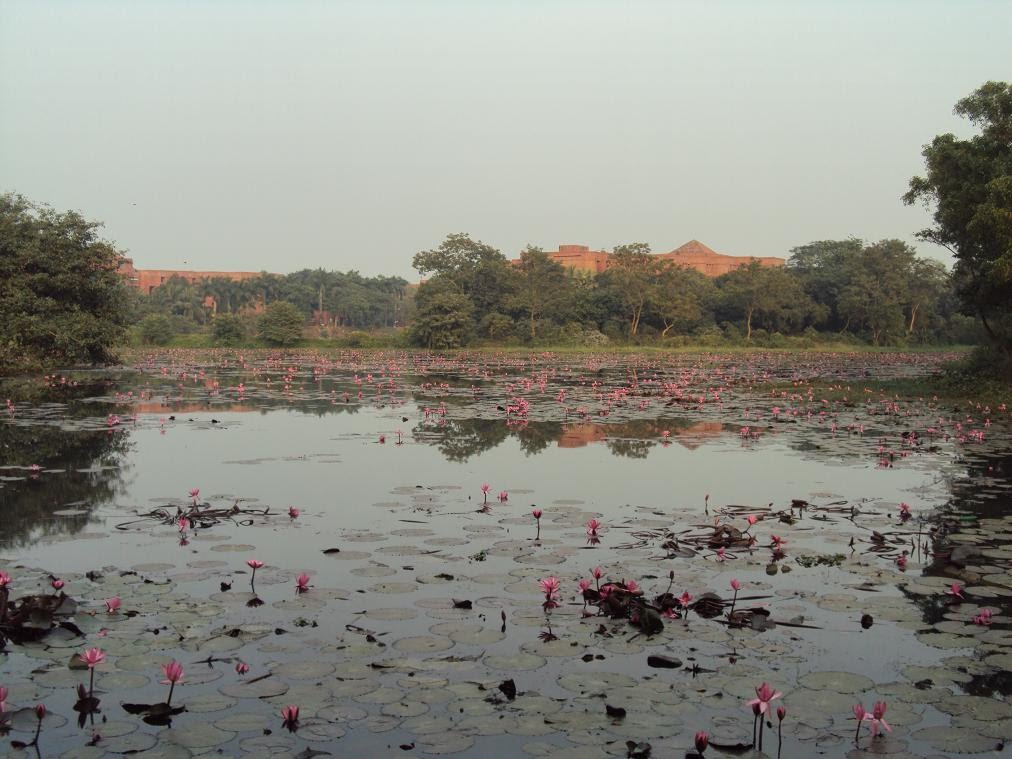 Water Lilly by Kaikobad Hossain