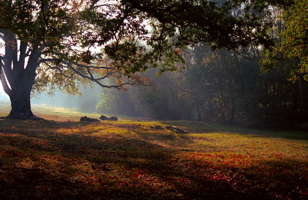 Epping Forest early morning by Anthony Stripp