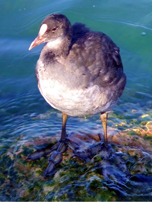 Great crested grebe by © Kojak