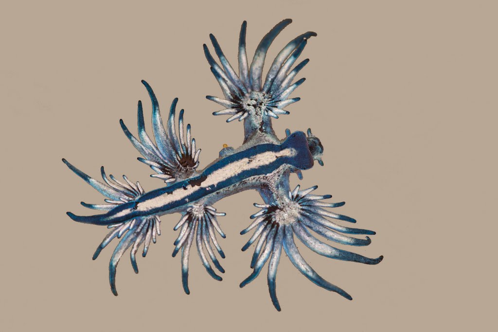 Glaucus atlanticus (Nudibranquio) by a. camacho