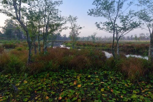 Mullica River in the Morning by Louis Dallara Photog…