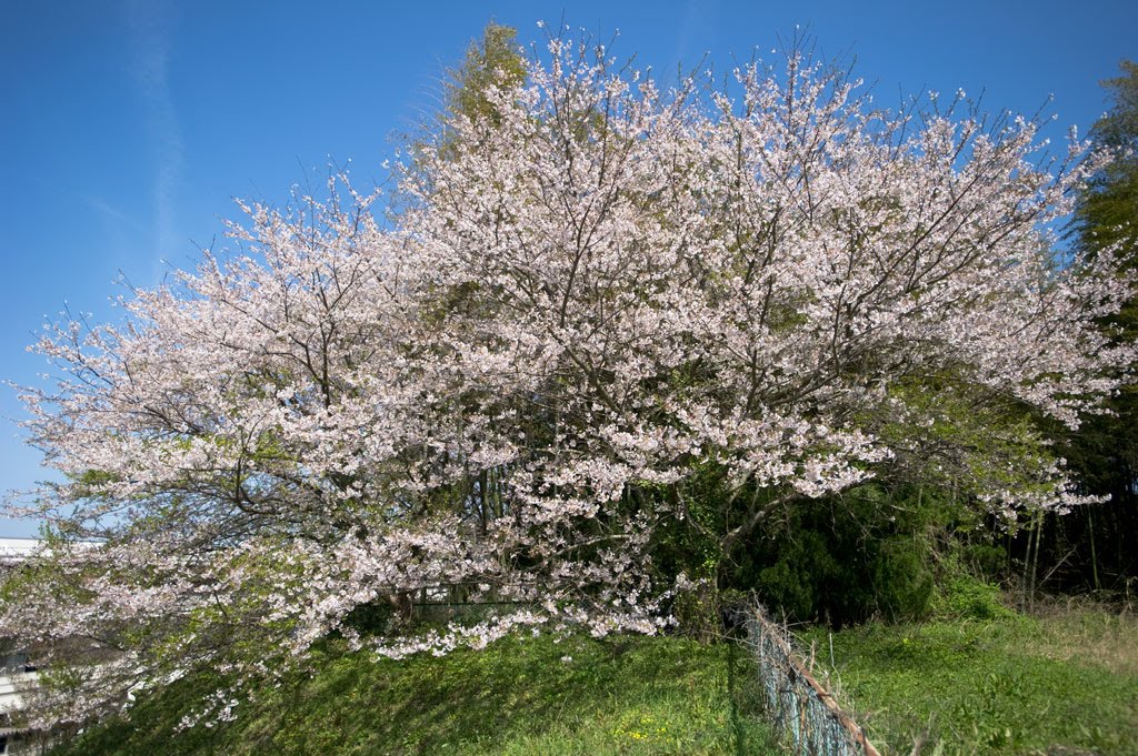 桜　Cherry Blossoms by 石津安信